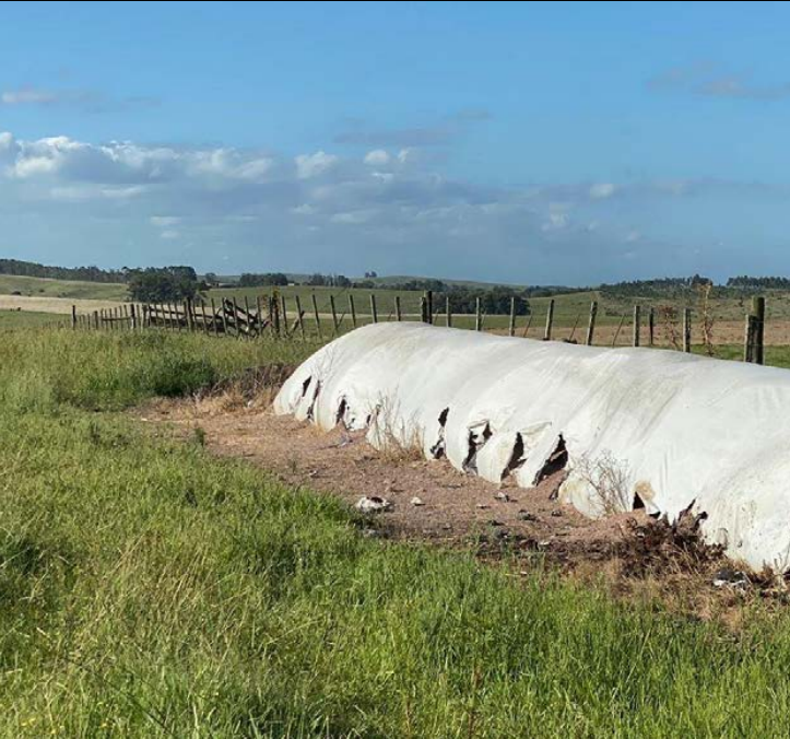 Jabalíes en la Argentina