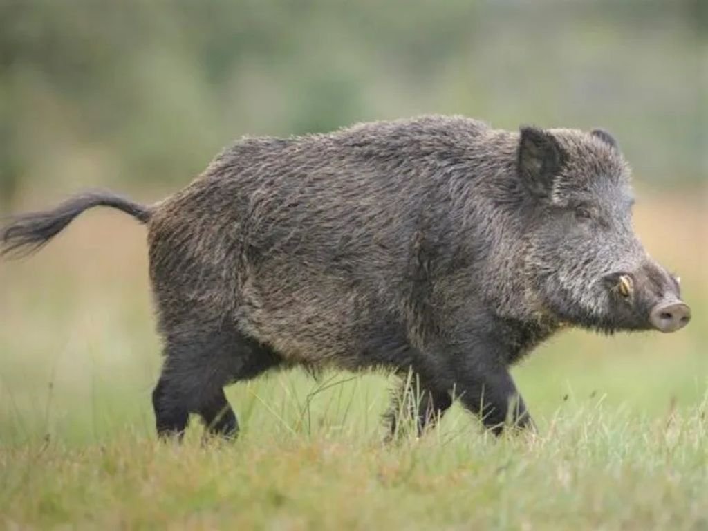 Jabalíes en la Argentina