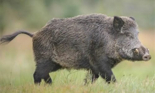 Jabalíes en la Argentina